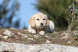 GOLDEN RETRIEVER 575